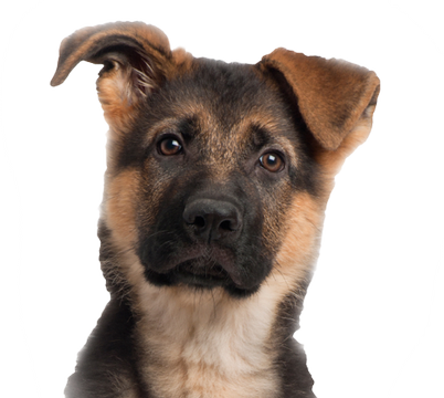 Dog 1
